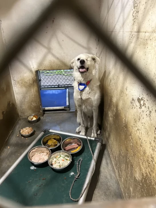 Spinach bawi się z innymi psami