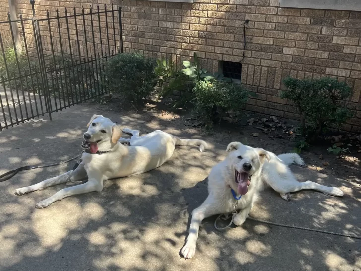 Spinach w nowym domu