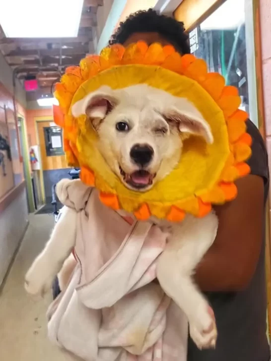 Spinach w schronisku