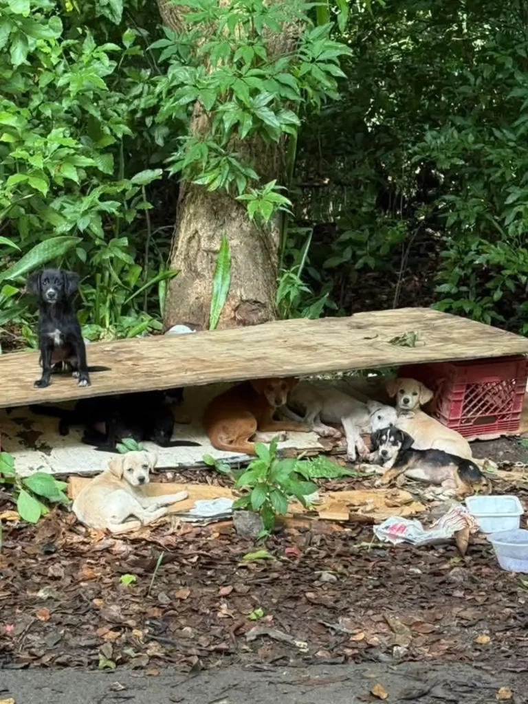 Szczenięta po przybyciu do schroniska