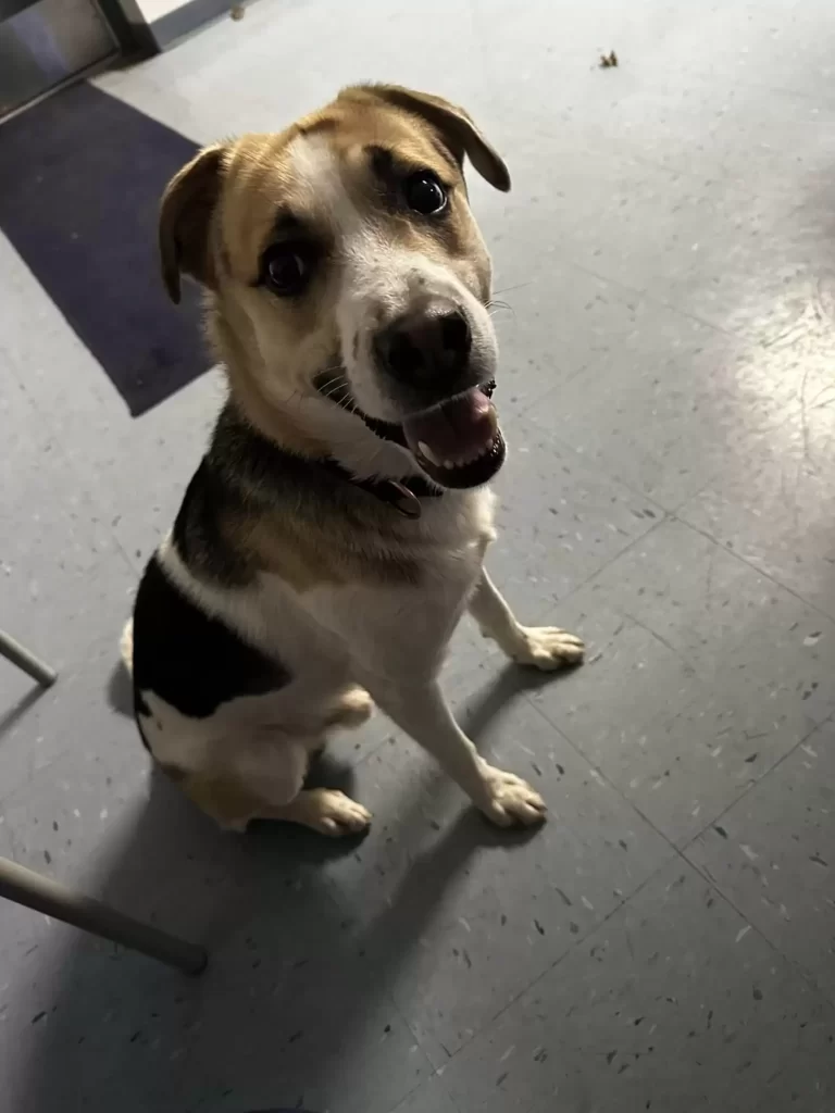 King przytula właścicielkę