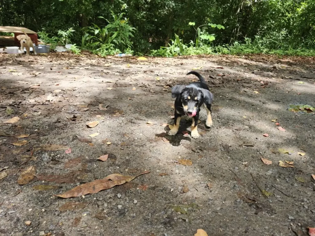 Lirio w trakcie leczenia