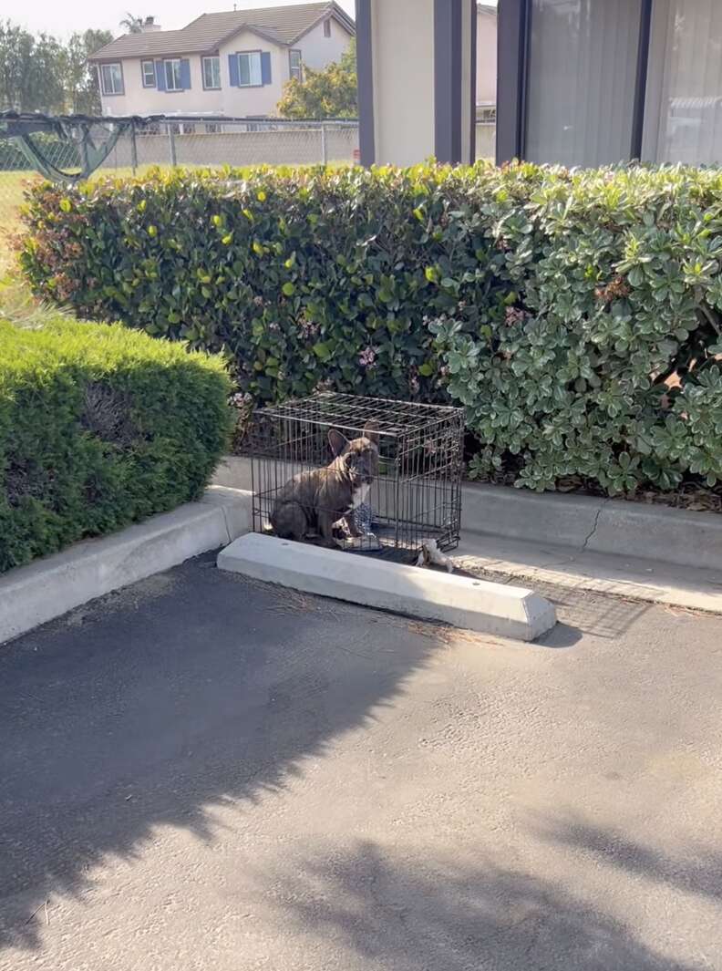 брошенный Френчи в ящике