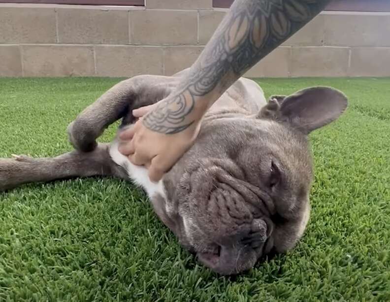 спасенный Френчи