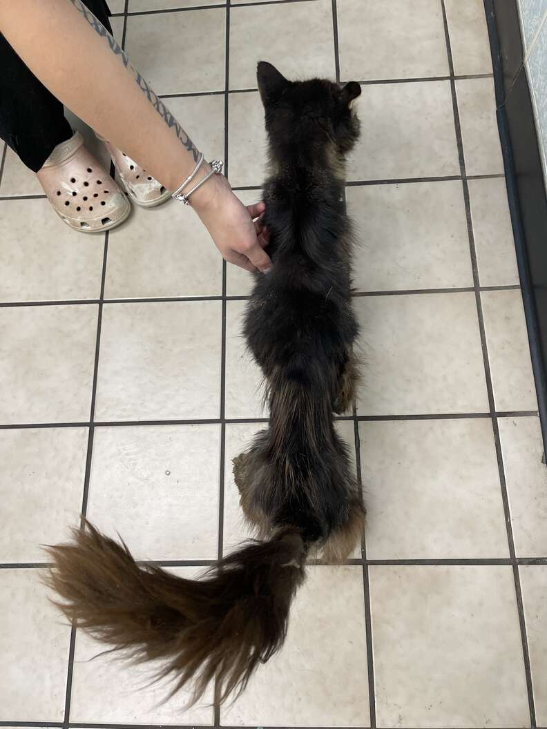 Rufus przy samochodzie