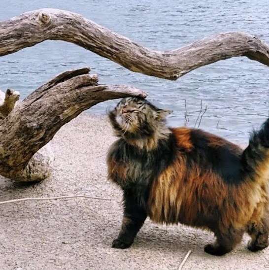 Rufus odkrywa legowisko