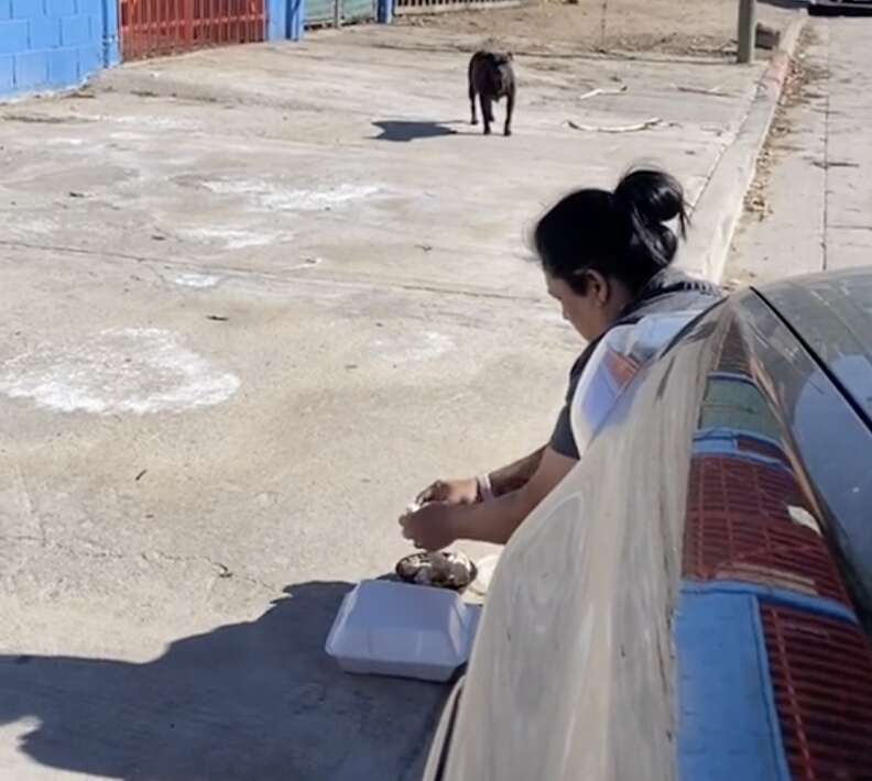 Poppy obserwuje ludzi