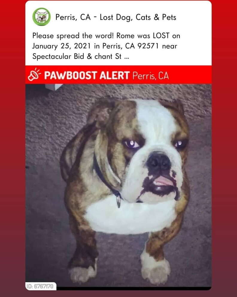 missing bulldog