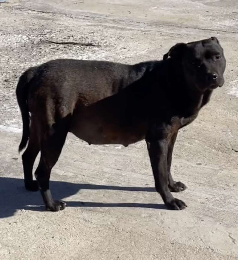 Poppy z rozpoznawalnym brzuchem