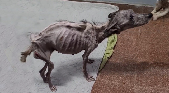 Angela w złym stanie zdrowia