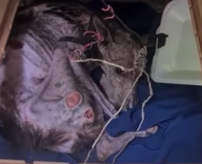 Angela po oczyszczeniu u weterynarza