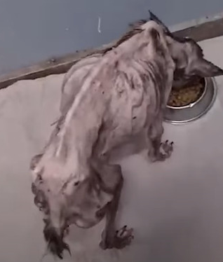 Angela po operacji, zdrowa i szczęśliwa