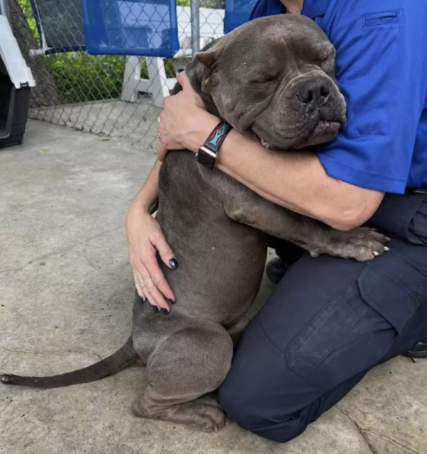 Mr. Snufflufugus przytula Tamara Hall