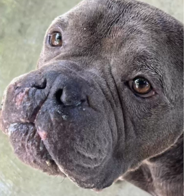 Mr. Snufflufugus wtula się