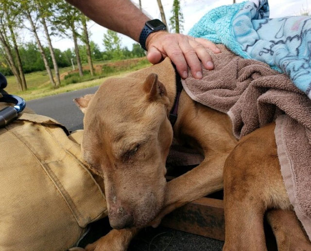 Buddy odzyskuje siły