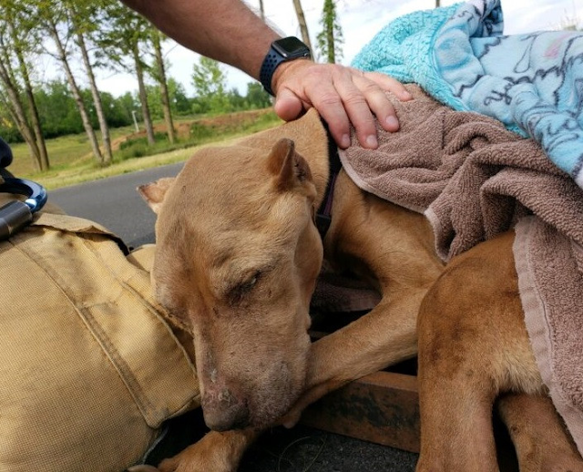 Buddy z innymi zwierzętami