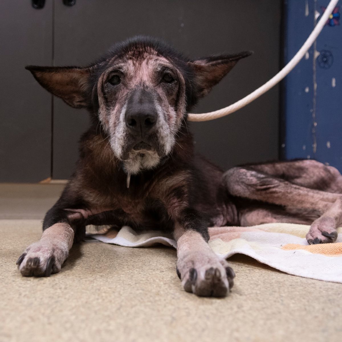 starsza suczka leżąca