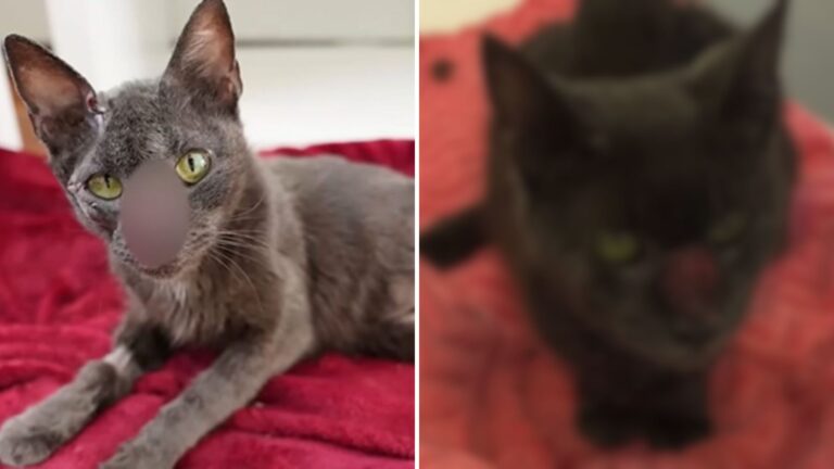 ranna kotka na czerwonym kocu