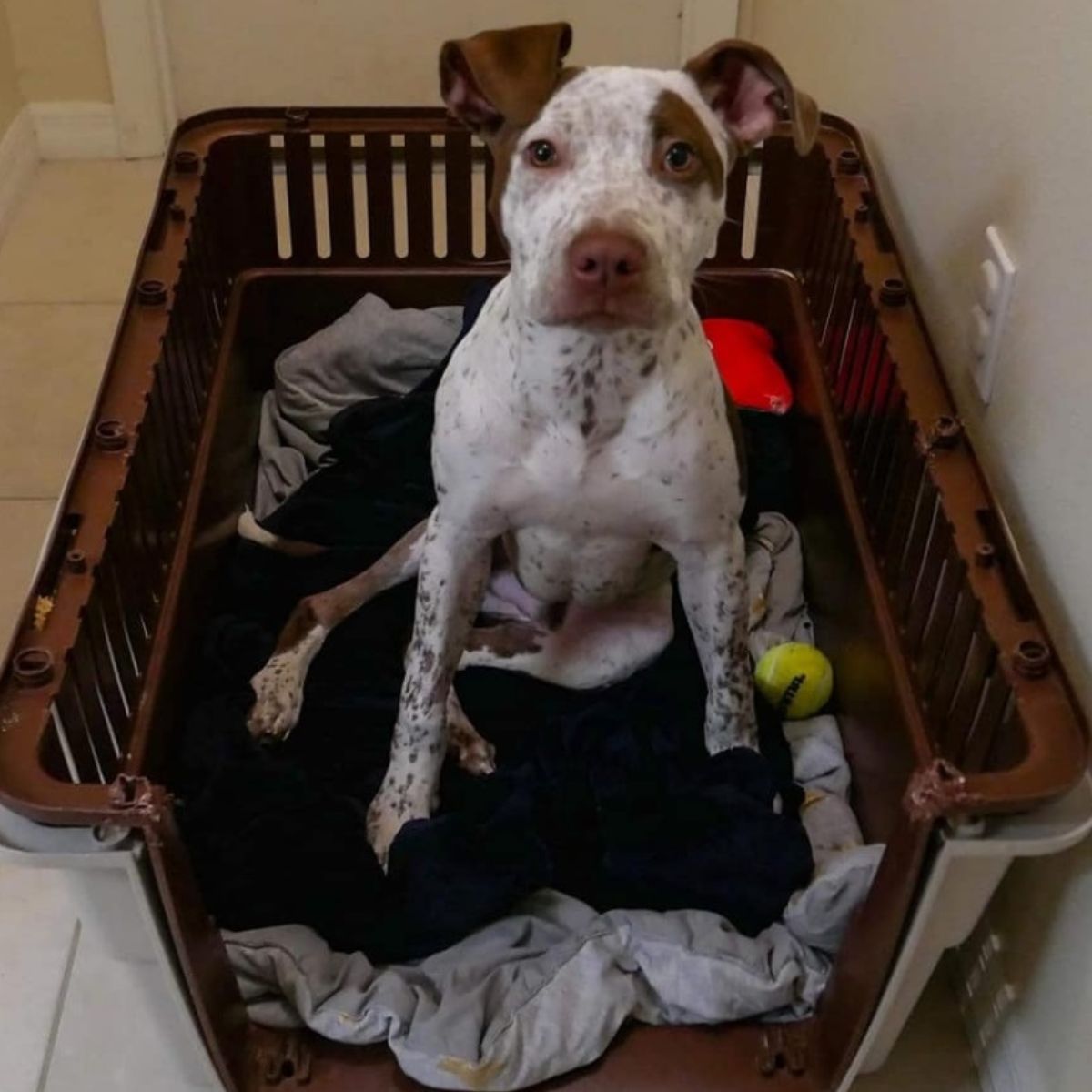 Słodki pies siedzący