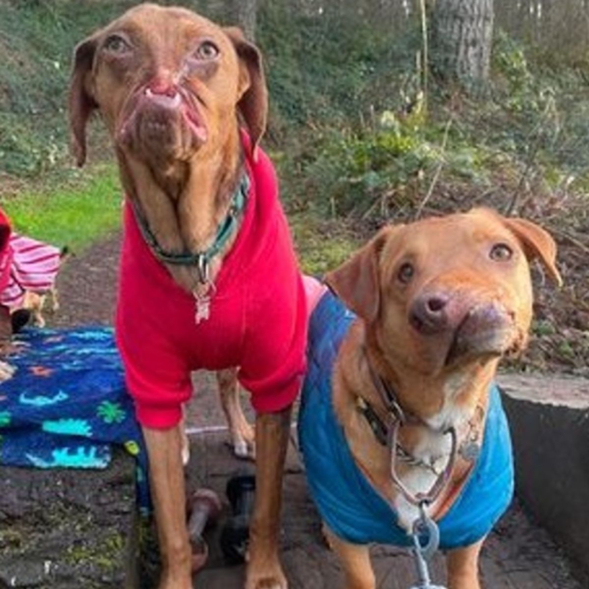 dwa psy stojące na zewnątrz