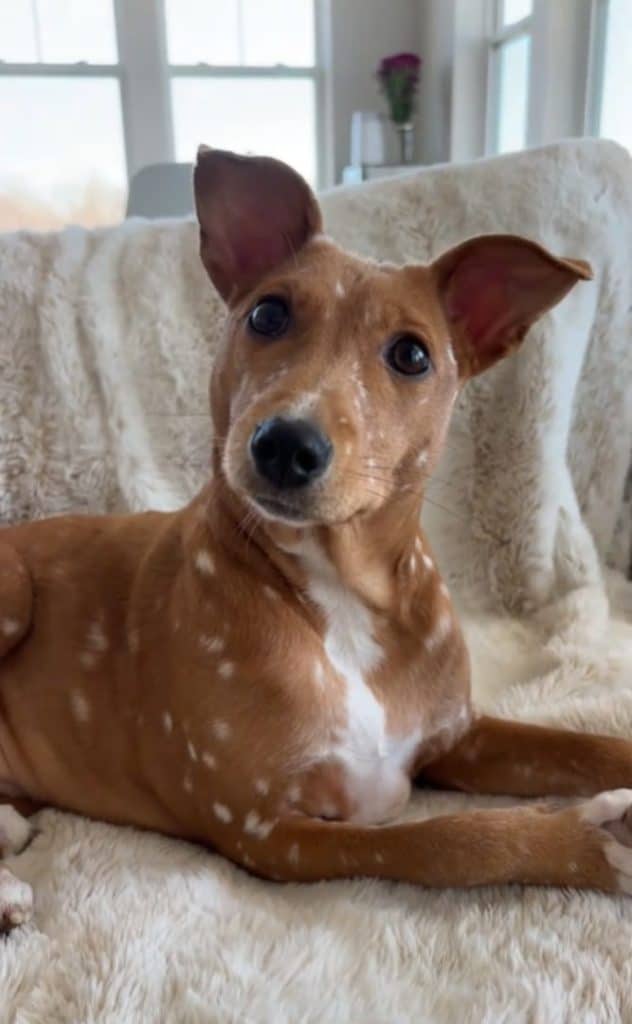 Apricot — zdjęcie 2