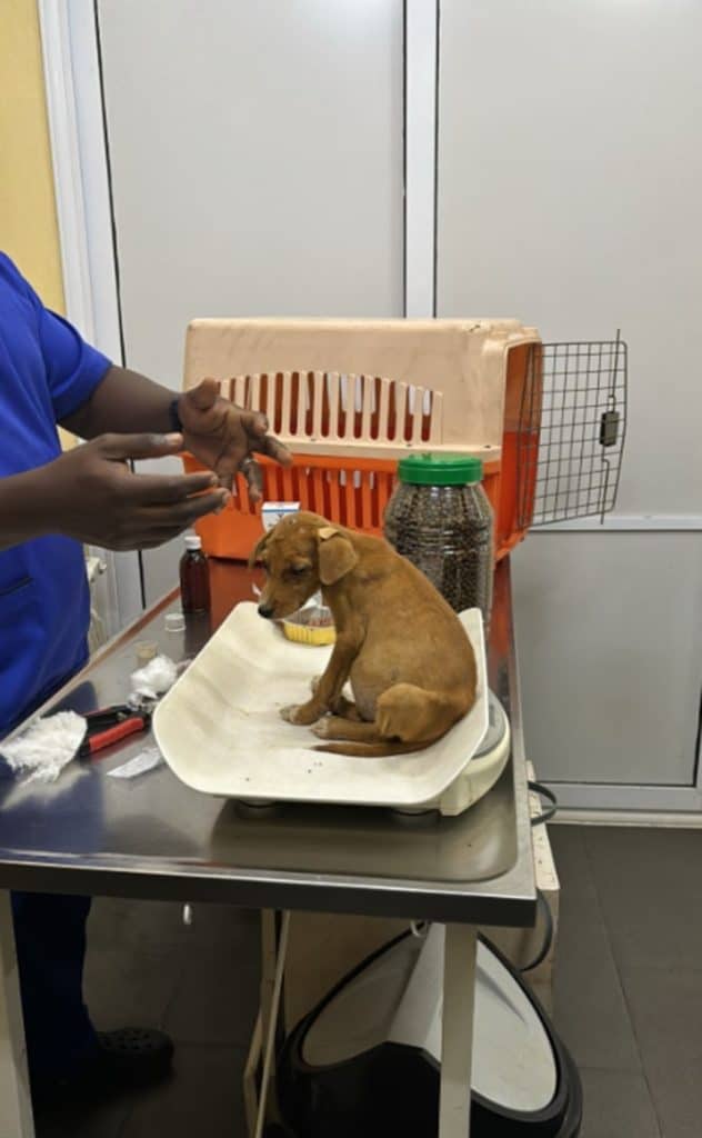 Apricot — zdjęcie 1