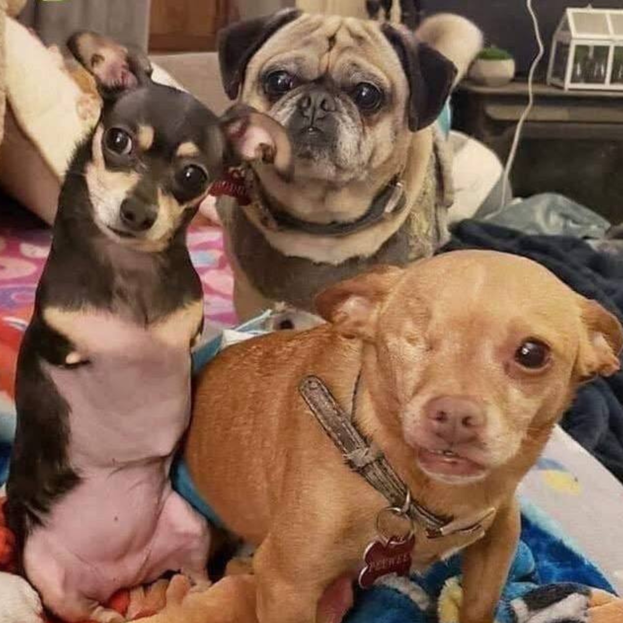 Zdjęcie koca i trójki psów