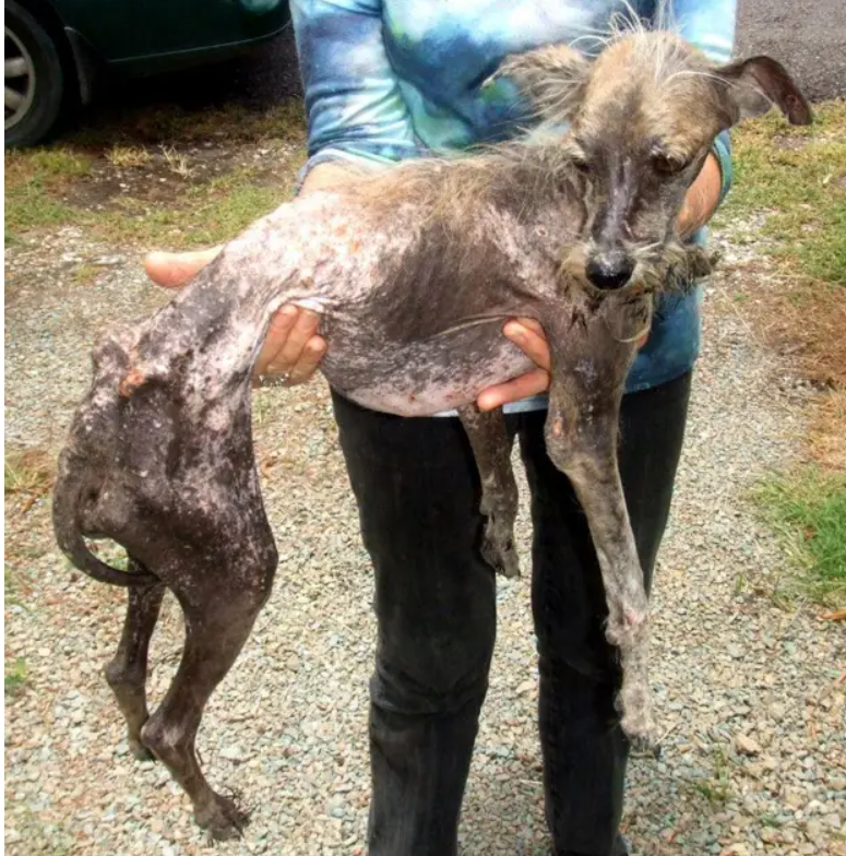 Porzucony pies na poboczu