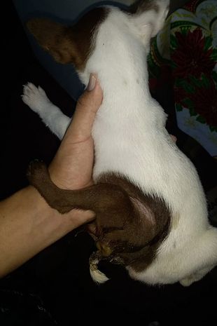 Szczenięta rodzeństwo