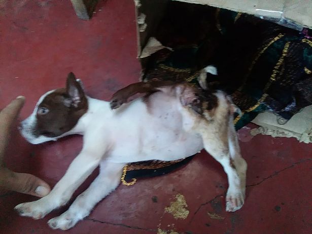 Przykład rzadkiej mutacji u zwierzęcia