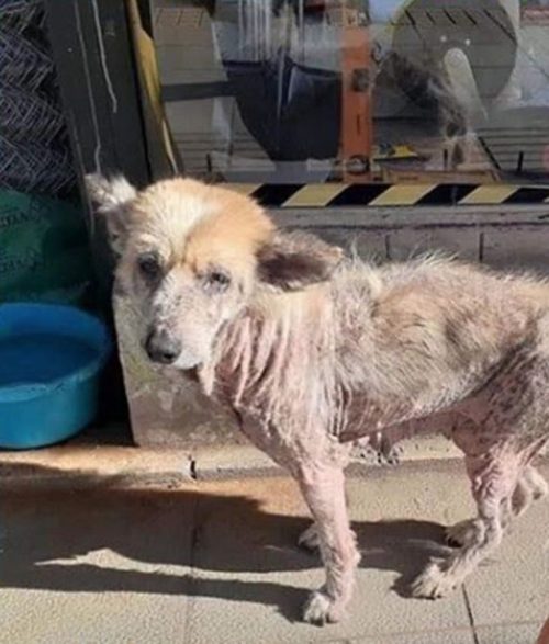 Społeczność wspiera akcję