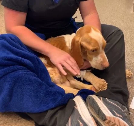 Pies podczas opieki w ośrodku