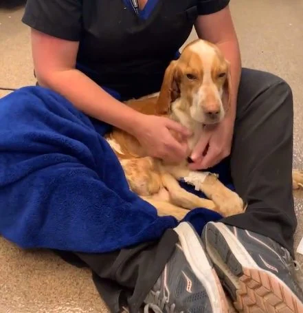 Pies po przewiezieniu do ośrodka