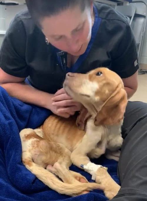 Zdjęcie ilustrujące opiekę nad psem