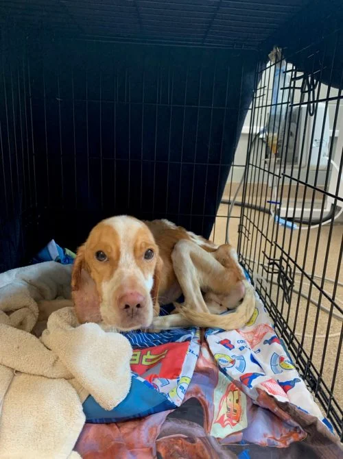 Symboliczne zdjęcie nadziei dla zwierząt