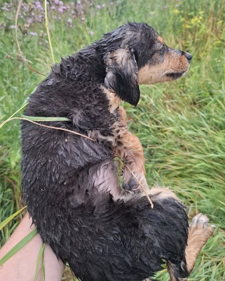 Pies przy starym zakładzie