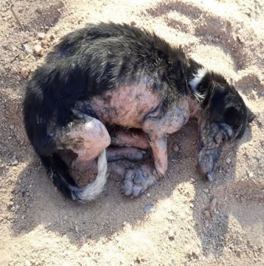 Zdjęcie psa leżącego w piasku