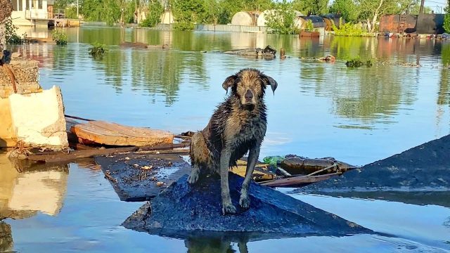 Pies w trakcie transportu