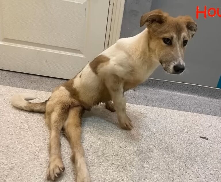 Po operacji Lucky zaczyna rekonwalescencję