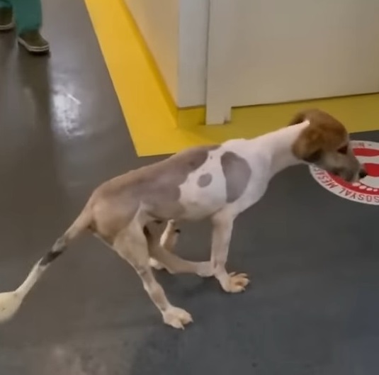 Lucky w towarzystwie ratowników