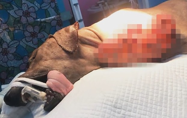 Pies w domu tymczasowym