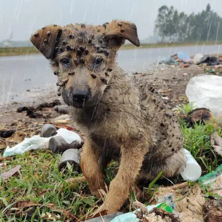 Przytulenie szczeniaka