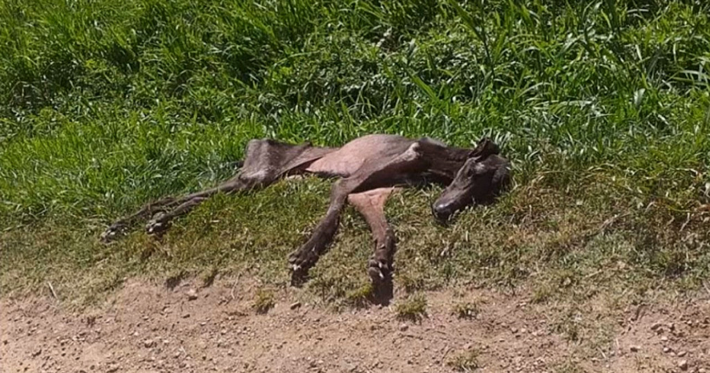 Pies znaleziony na cmentarzu