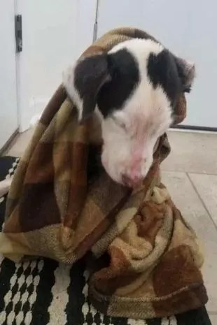 szczeniak po ratunku