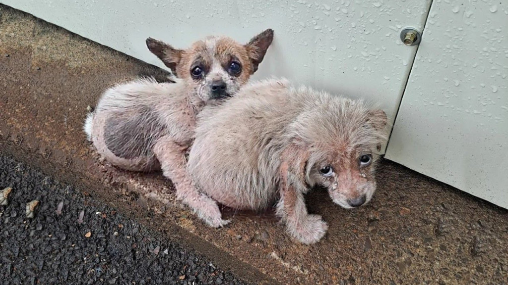 Przemoknięte szczenięta