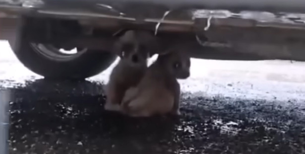 Po kąpieli szczenięta odzyskały wigor