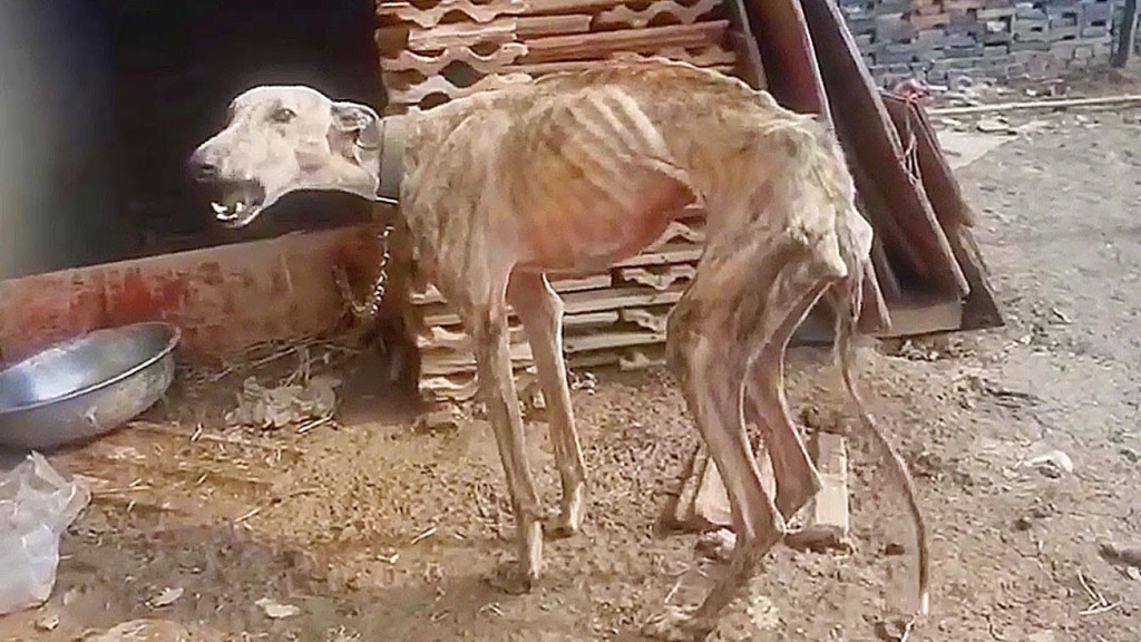 Luna przed ratunkiem