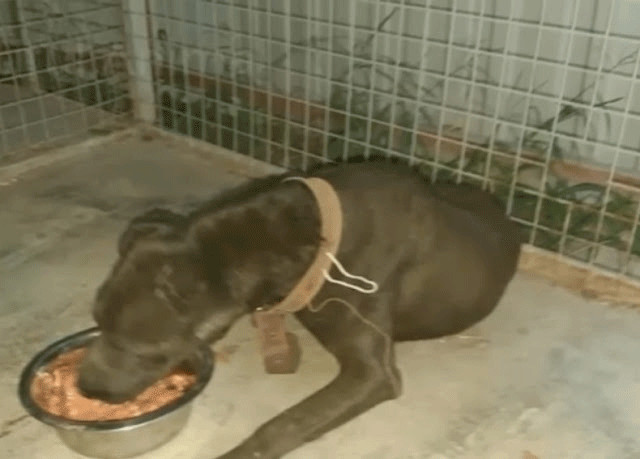 Strażnik chce pomóc psu