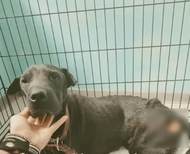 Weterynarze ratują psa