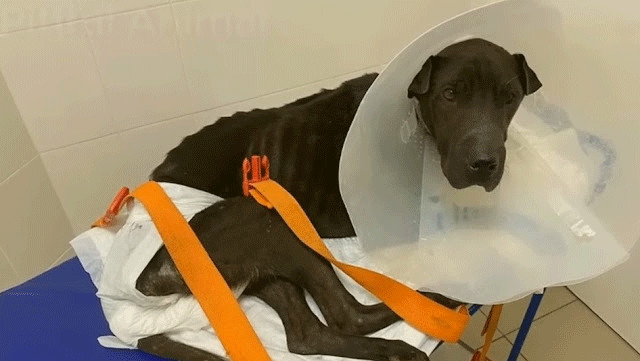 Pies w trakcie leczenia